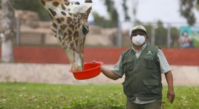 Estas son las actividades que podrás realizar en el zoológico. Foto: Andina 