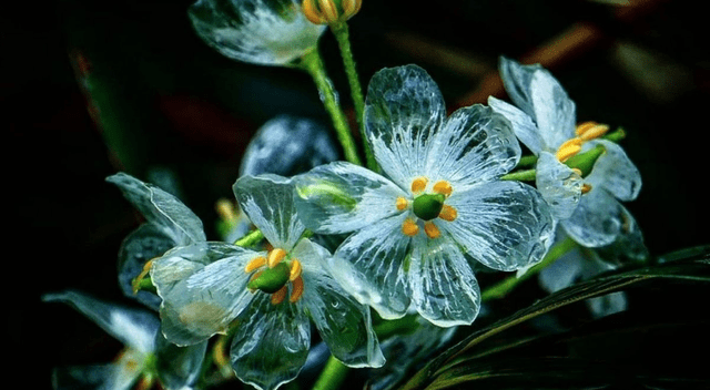 La 'flor esqueleto' crece solo en tres países del mundo. 