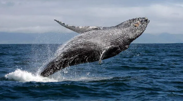 Los saltos de las ballenas pueden alcanzar los 15 metros de altura. Foto: Aquae   