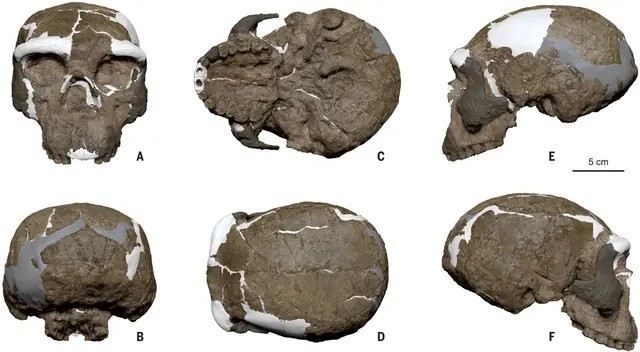  La revista Science compartió vistas estándar con el cráneo Yunxian 2 reconstruido.   
