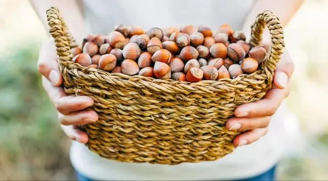 Las avellanas son ricas en vitamina E y ácidos grasos esenciales que apoyan la función cognitiva. Foto: El Cronista.   