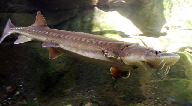 Los esturiones viven en la Tierra desde la prehistoria. Foto: Cacophony 