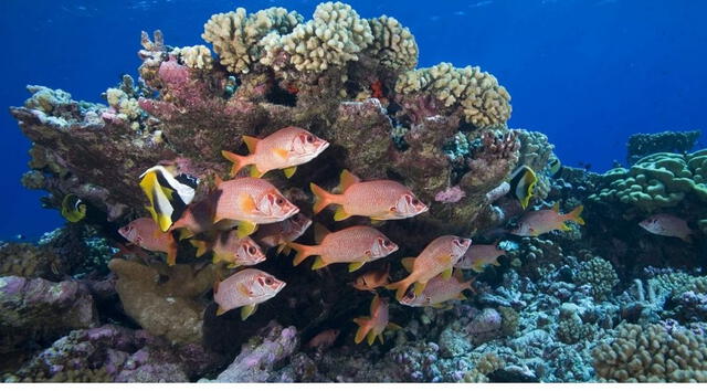 El parque de recreaciones también será un centro de formación para estudiantes de Biología Marina. Foto: X/contrapuntovzla    