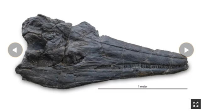 El cráneo de la nueva especie de ictiosaurio se encuentra bien conservado. Foto: Natanja Kent / Museo de Historia Natural del Condado de Los Ángeles