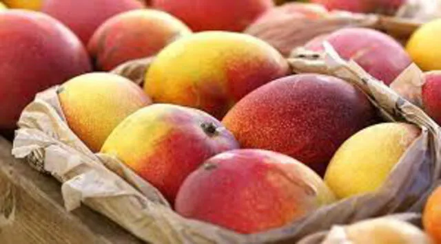 Senasa pide a la Unión Europea reconsiderar restricciones al mango peruano