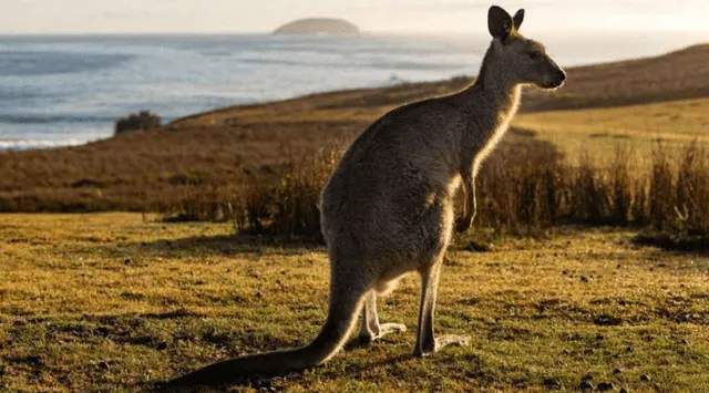 Australia se encuentra en la misma latitud que el mar peruano. Foto: CNN 
