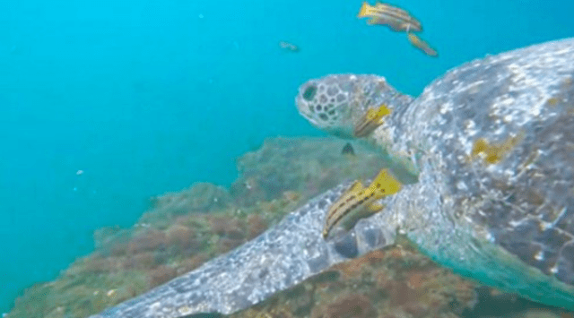Las tortugas verdes tienen un caparazón que puede alcanzar hasta 1,5 metros de longitud. Foto: UCSUR   