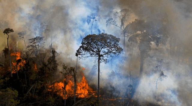 Las autoridades de Brasil siguen investigando el origen de los incendios forestales. Foto: AFP   