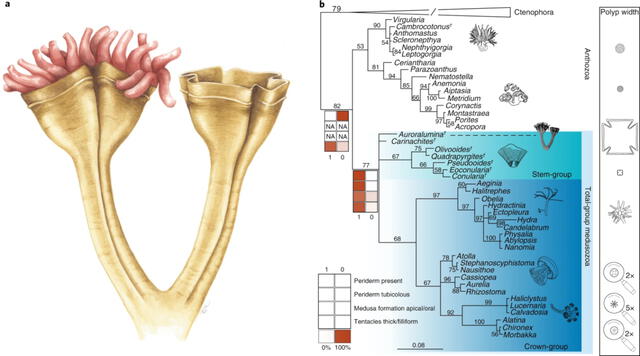 árbol evolutivo de auroraluminosa attenboroughii