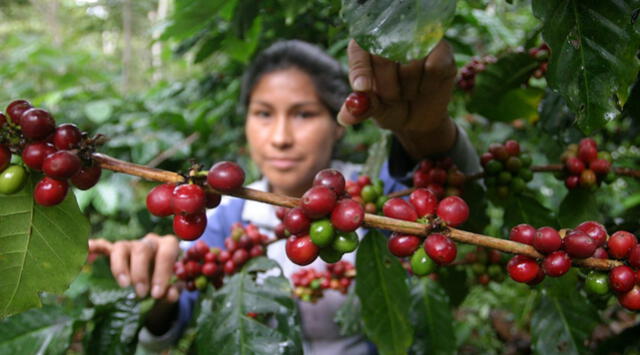 Precios del café: tristeza para los productores, felicidad para el consumidor  