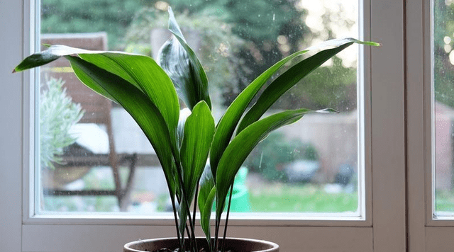 Plantas de interior para eliminar el moho y la humedad de tu casa