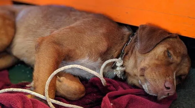 Sediento y herido: rescatan a cachorro atrapado entre las olas a 220 kilómetros de la orilla [VIDEO]
