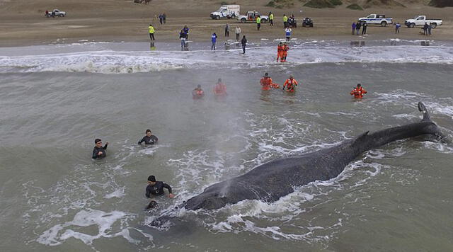 Fallece ballena en Mar del Tuyú