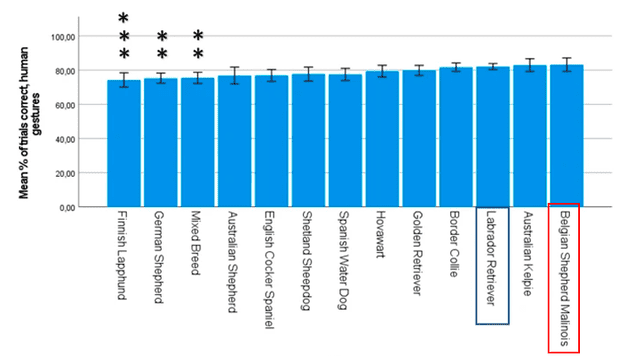  Los perros pastor belga malinois destacaron en la prueba de reconocimiento de gestos humanos. Imagen: Nature   