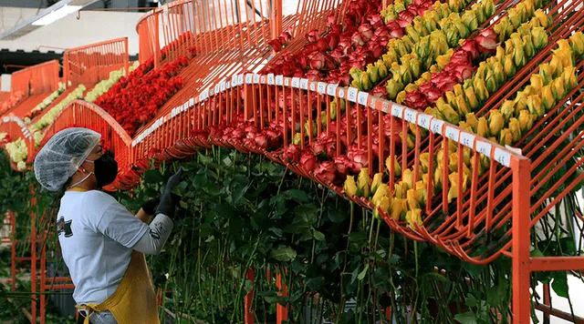 El 70% de la producción de flores llega desde el extranjero, y Ecuador es uno de los principales proveedores.   