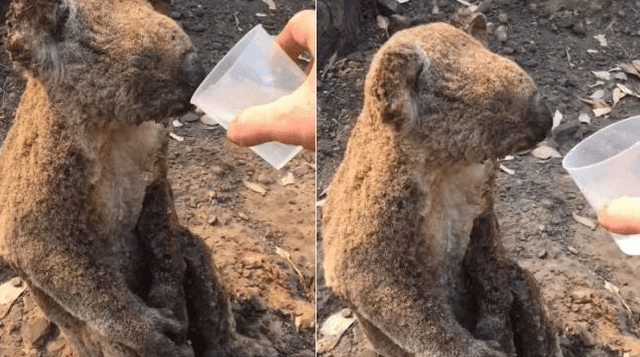 Koala tomando agua tras salir del incendio en Australia