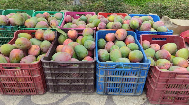 Las ferias han impulsado a la comercialización del mango, pero agricultores consideran que no es suficiente. Foto: Emmanuel Moreno    