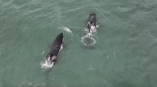  La pareja de orcas llamadas Port y Starboard fotografiadas por un drone en las costas de Gansbaa. Foto: Esther Jacobs   