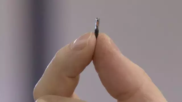 El microchip tiene el tamaño de un arroz. Foto: AFP