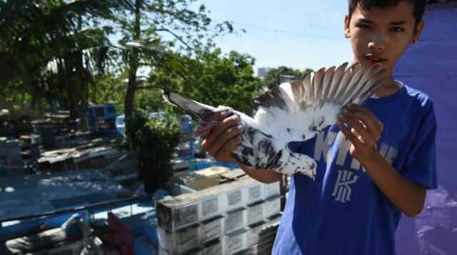 Volar y morir: crueldad en el certamen de palomas mensajeras más grande del mundo [FOTOS]