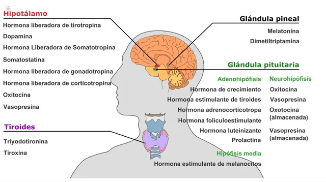 Ubicación de las diferentes glándulas del sistema endocrino. Foto: Top Doctors