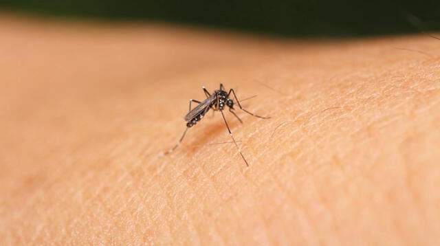  El chikungunya puede ocasionar complicaciones cardíacas o neurológicas, que dependerán del estado del paciente. Foto: Prensa Latina   