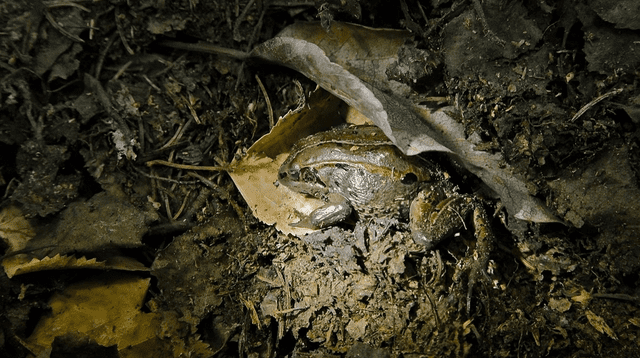 Una especie de ranas ha evolucionado para adaptarse al frío invierno de Alaska, logrando sobrevivir en estado congelado durante un máximo de 218 días. Foto: Freepick   