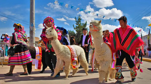 Perú es líder mundial en la producción de fibra de alpaca. Foto: Guinness World Records   