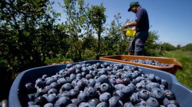 Perú pasó de ser un productor casi desconocido de arándanos a convertirse en el mayor exportador mundial en pocos años. Foto: Gob.pe   