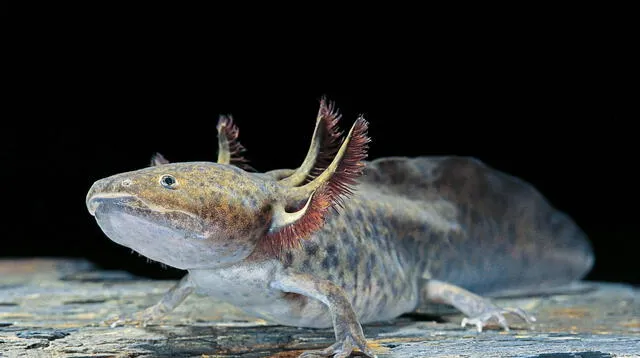 La conservación de este anfibio es crucial para preservar tanto su legado cultural como su valor científico. Foto: National Geographic.   