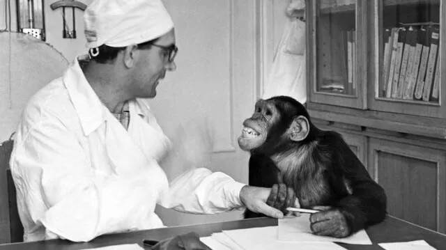 Los primeros científicos soviéticos aspiraban con la fusión genética entre simios y humanos para crearuna nueva raza. Foto: TASS