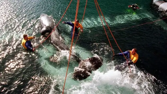 La Fuerza Aérea de los Estados Unidos trasladó a Willy a Islandia para su liberación. (Foto: AP)