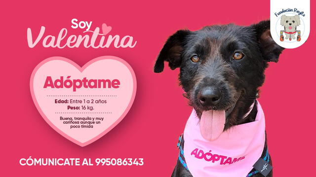 Adopta a Valentina. Foto: Facebook Fundación Rayito