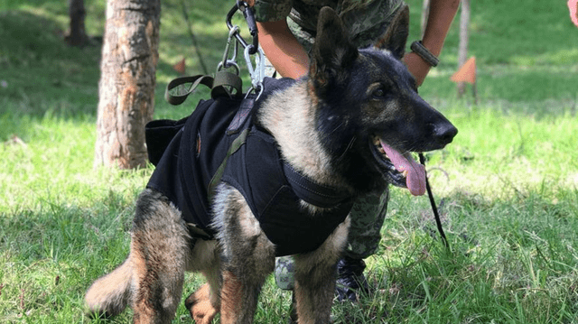 Proteo, el perro rescatista que falleció en Turquía. Foto: Infobae<br>    