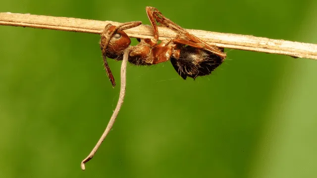  Las hormigas infectadas por Cordyceps son obligadas a morir colgadas de una rama, una posición que facilitará la diseminación de las esporas. Foto: Katja Schulz / Flickr   