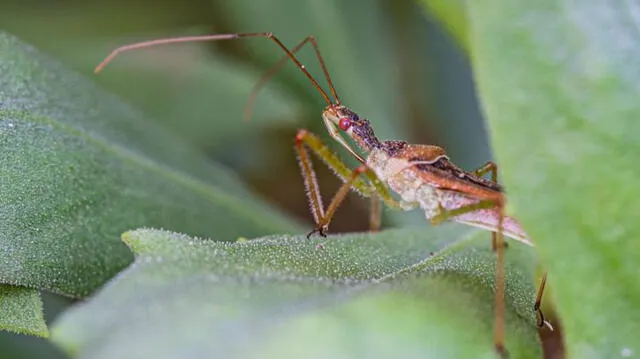  Estos animales pueden matar entre 10.000 y 12.000 anualmente. Foto: Diario AS<br>    