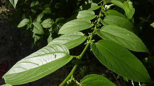  Planta de la especie Trema micrantha. Foto: Alex Popovkin   