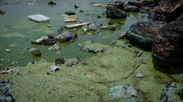 El verdín y restos sólidos de basura agravan la situación del estuario. Foto EFE