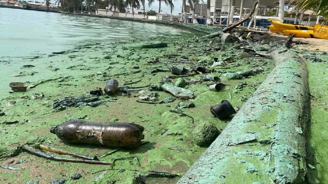  Así lucen las orillas de las zonas contaminadas del lago de Maracaibo. Foto: Globovisión   