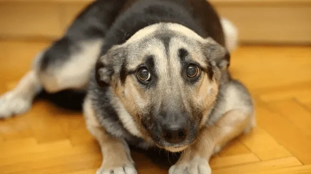 Tanto los perros, como otros animales, tratan de huir ante ruidos fuertes por instinto de supervivencia. Foto: difusión   