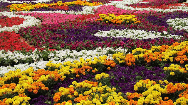 flores colombianas | exportación de flores | Asocolflores | colombia