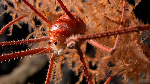  Una langosta de una especie nueva fue hallada en un coral a 669 metros. Foto: Schmidt Ocean Institute   