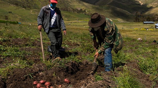 En el puesto 23 aparece Perú con el 0,7% de la producción de papa a nivel mundial. Foto: MIDAGRI.   