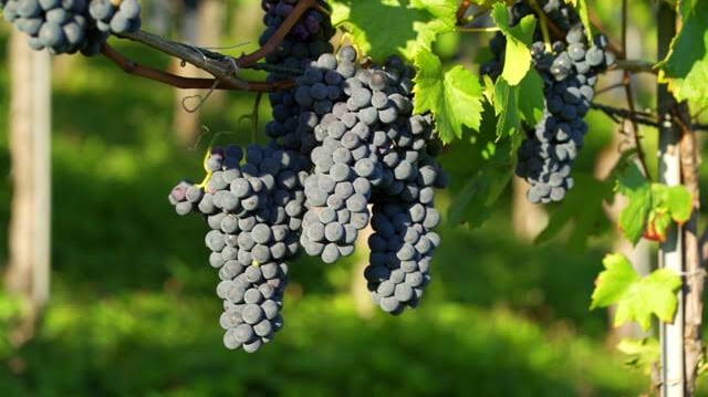 La uva era usada en la antigua Grecia como ofrenda al dios Dionisio. Foto: Andina   