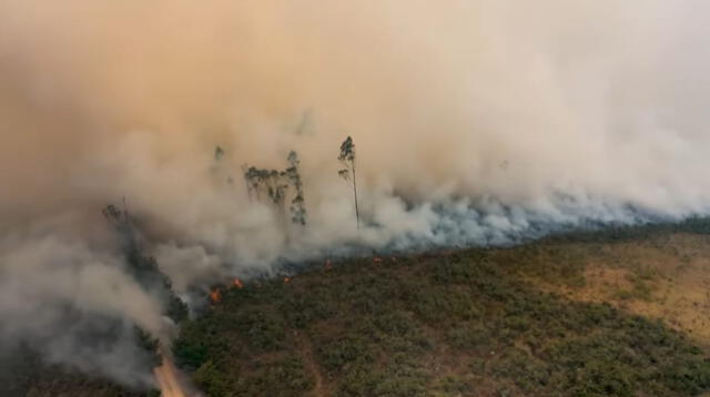  Hay casi 91 incendios forestales activos, según Serfor. Foto: Amazonas   