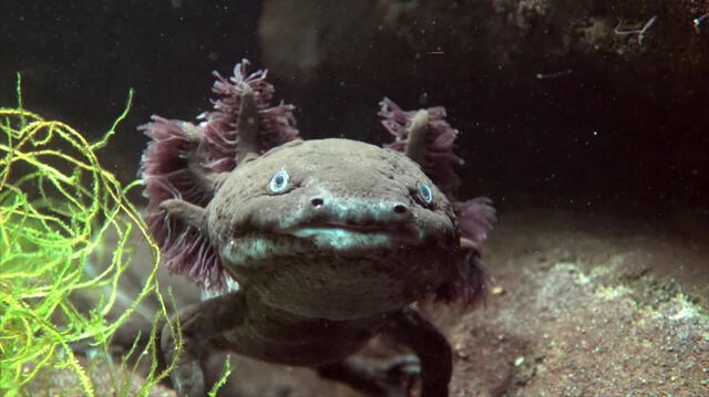 Según las leyendas, Xólotl tenía el poder de cambiar de forma y de guiar a las almas a través del inframundo. Foto: RTVE.   