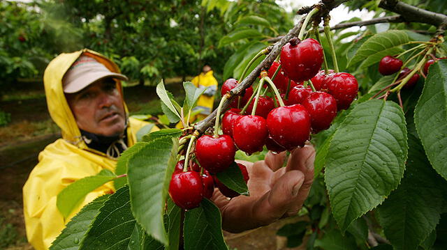  Chile es el país que exporta más cereza a China y a todo el mundo. Foto: El Mercurio   