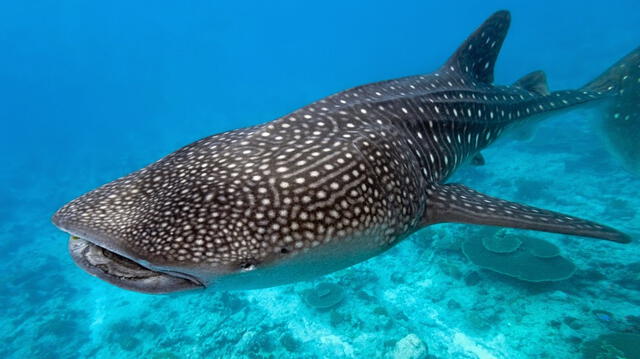 Tiburón ballena | Rhincodon typus | UICN | Unión Internacional para la Conservación de la Naturaleza | Perú