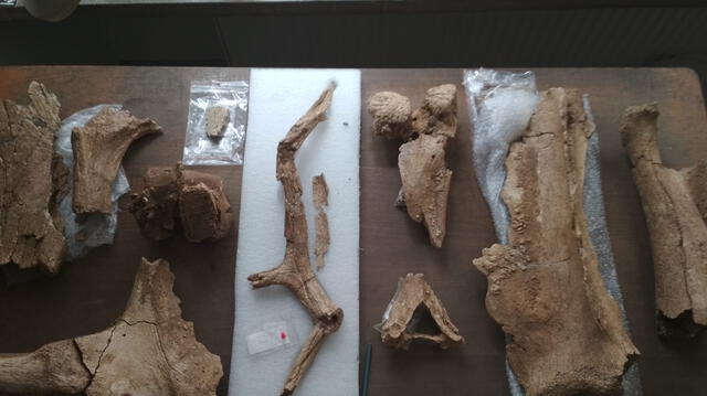  Los hallazgos serán preservados y expuestos en el Pabellón Anthropos, permitiendo al público acceder a un fragmento de la vida prehistórica en Europa. Foto: Archaia Brno 