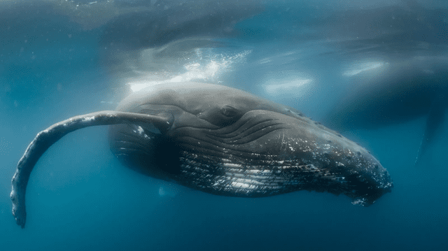  El Bio-Duck se relacionó con las ballenas, nuevos hallazgos sugieren que otras criaturas marinas podrían estar involucradas. Foto: Nat Geo   